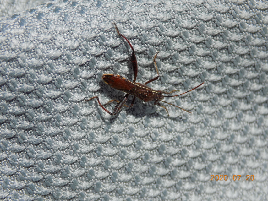 Camptopus lateralis - görbelábú karimáspoloska