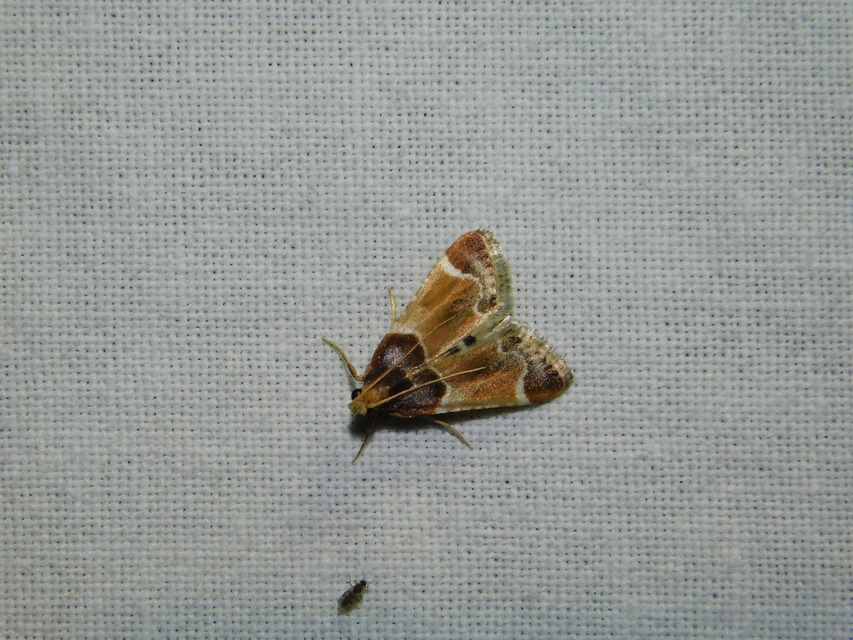 Pyralis farinalis - lisztilonca