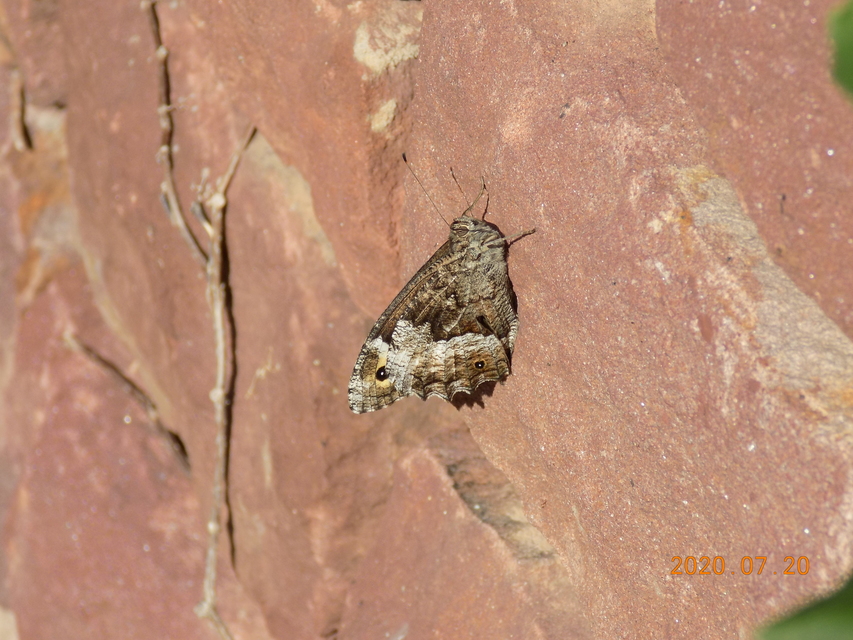 Hipparchia semele - barna szemeslepke