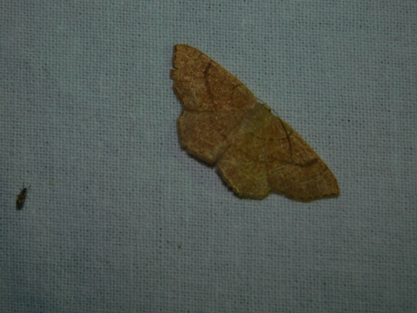 Cyclophora ruficiliaria - vörösrojtú pettyesaraszoló