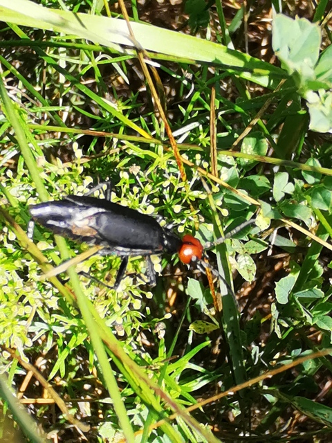 Epicauta rufidorsum - hollóbogár