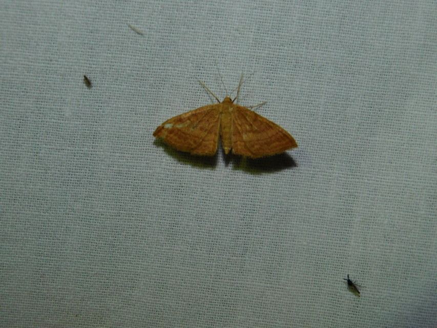 Idaea ochrata - okkerszínű sávosaraszoló