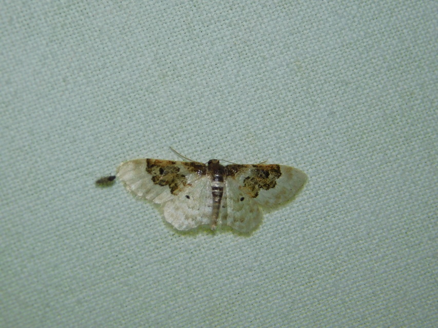 Idaea rusticata - tarka apróaraszoló