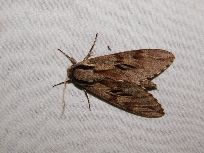 Hyloicus pinastri - fenyőszender