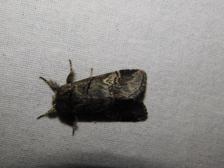 Drymonia querna - tölgyfa-púposszövő