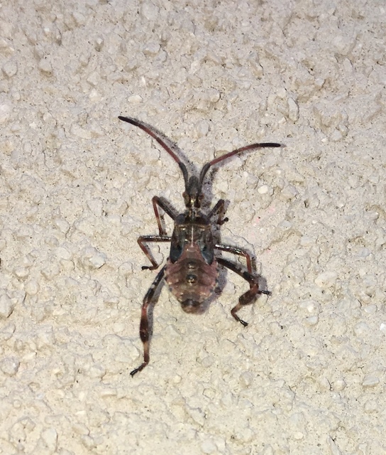 Leptoglossus occidentalis - nyugati levéllábú poloska