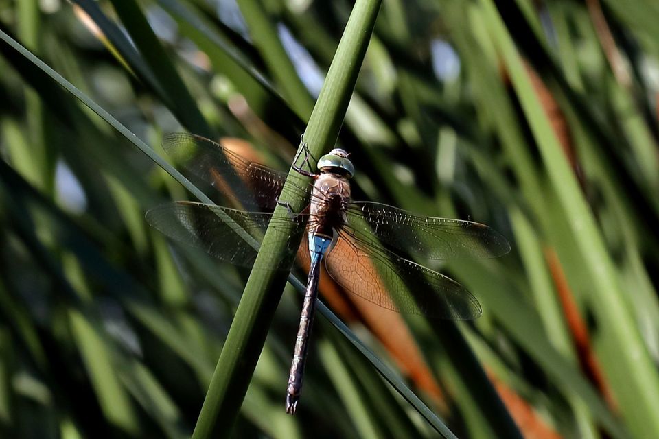 Anax parthenope - barna óriásacsa