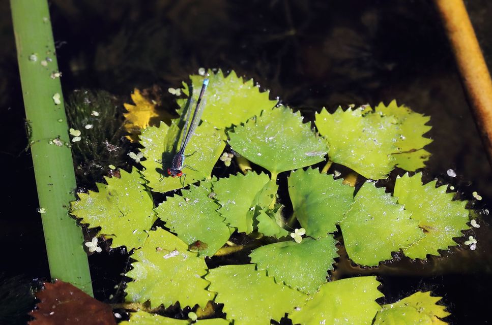 Erythromma viridulum - kis pirosszemű-légivadász