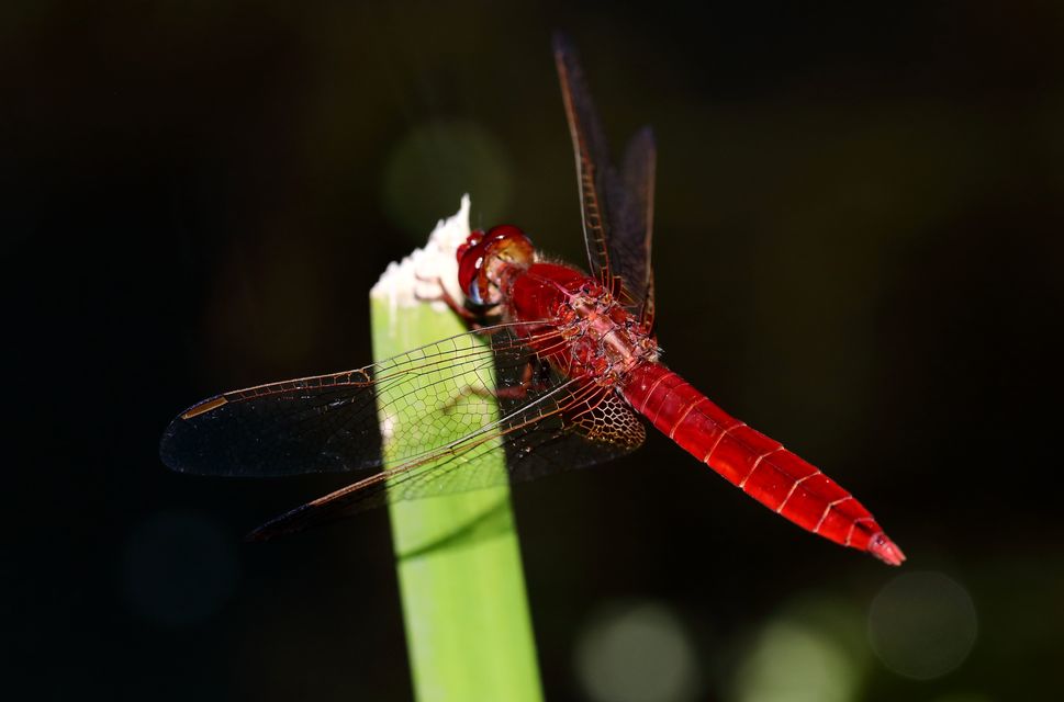 Crocothemis erythraea - skarlát szitakötő