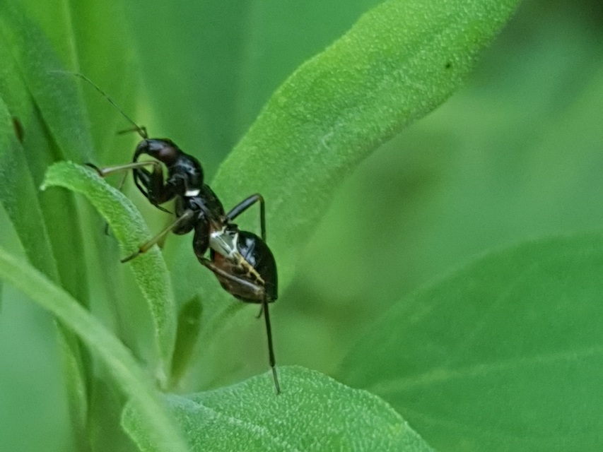 Himacerus mirmicoides - csalán-tolvajpoloska