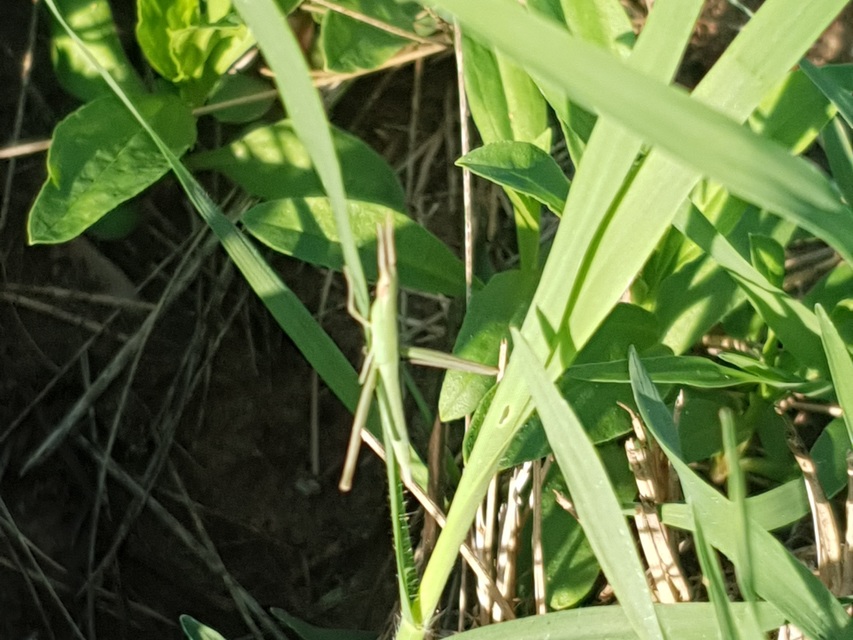 Acrida ungarica - sisakos sáska Acrida ungarica - sisakos sáska