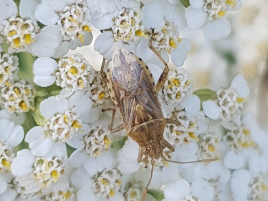 Stictopleurus punctatonervosus Stictopleurus punctatonervosus
