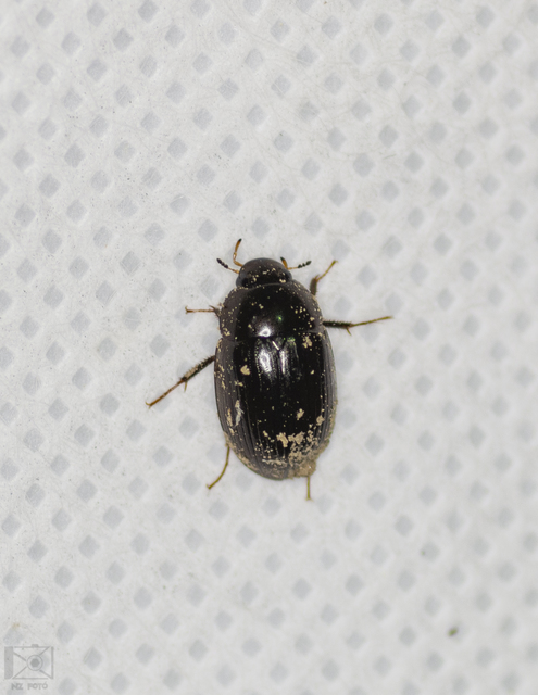 Hydrobius