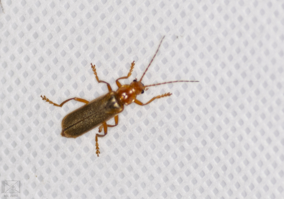 Cantharis rufa - rőt lágybogár