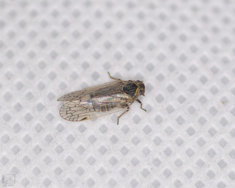 Cixiidae - recéskabócák