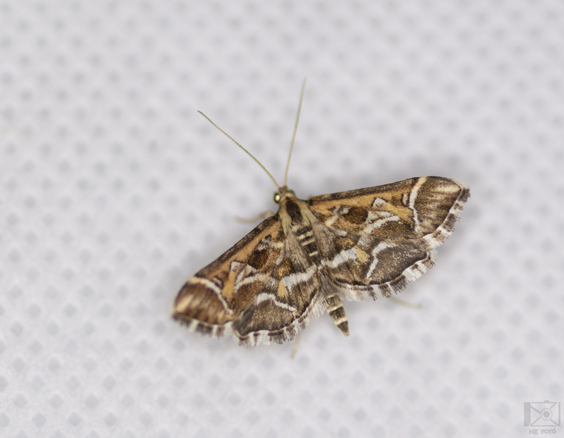 Diasemia reticularis - betűmintás tűzmoly
