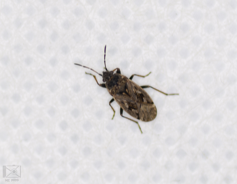 Sphragisticus nebulosus - foltos bodobács