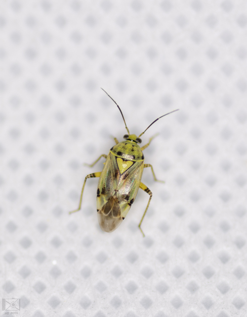 Lygus gemellatus - világoszöld mezeipoloska
