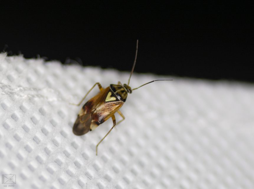 Lygus pratensis - változó mezeipoloska
