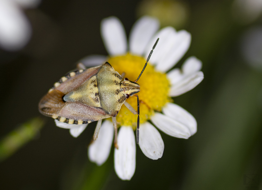 Carpocoris
