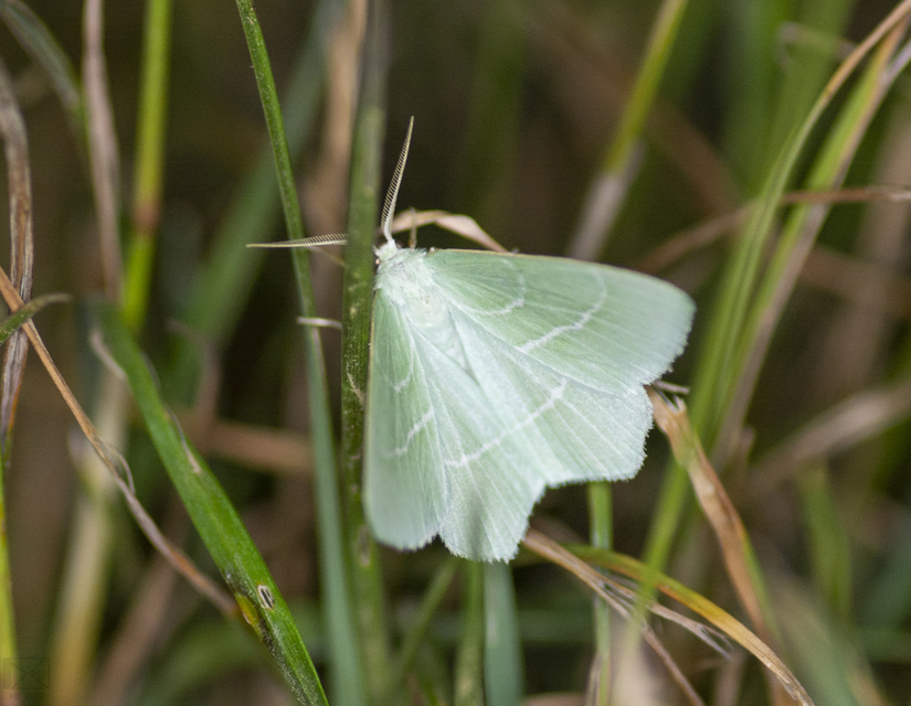 Hemistola chrysoprasaria - kékes zöldaraszoló
