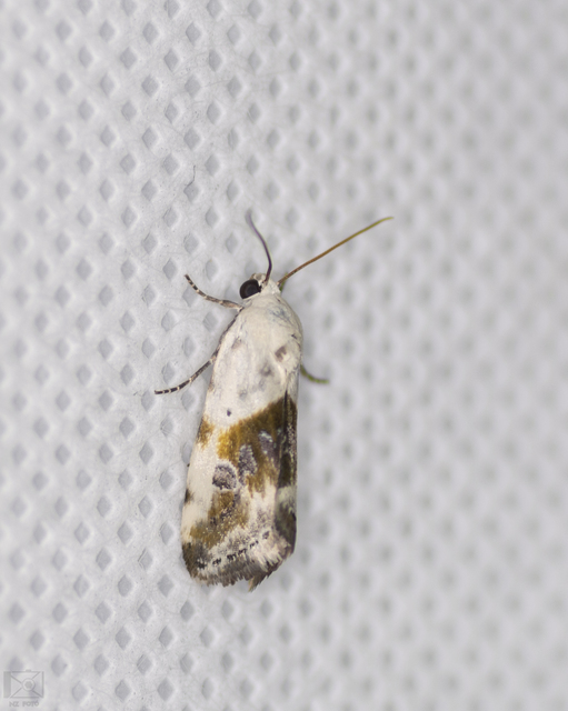 Ponometia candefacta - parlagfűbagoly