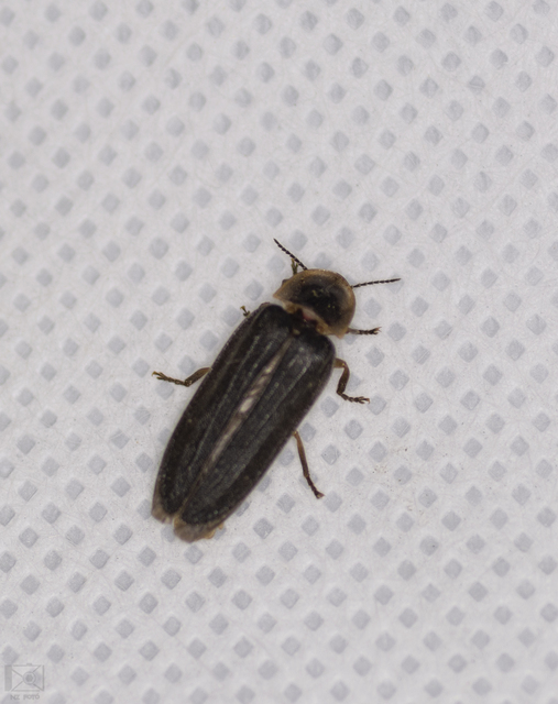 Lampyris noctiluca - nagy szentjánosbogár
