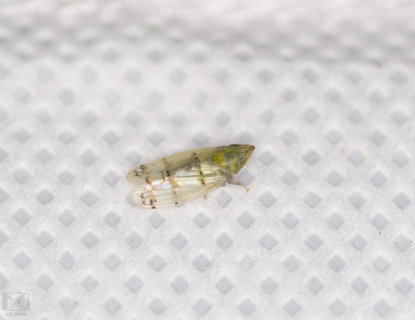 Japananus hyalinus