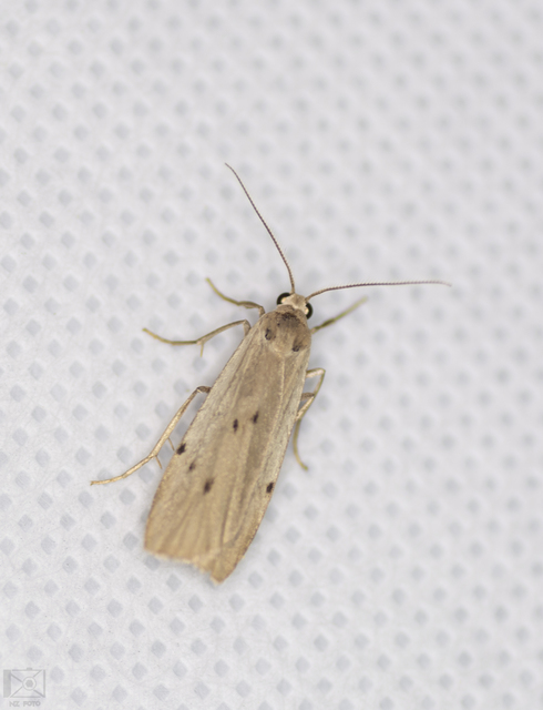Pelosia muscerda - hamvas zuzmószövő