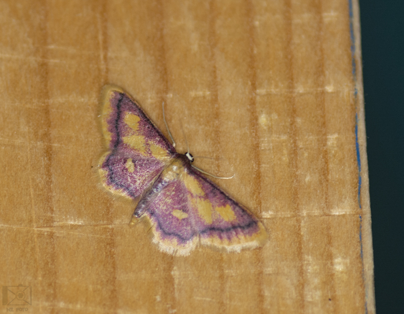 Idaea muricata - mocsári pirosaraszoló