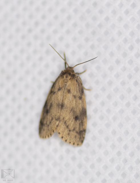 Thumata senex - mocsári medvelepke