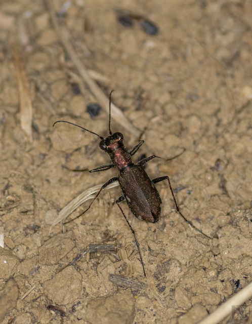 Cylindera germanica - parlagi homokfutrinka