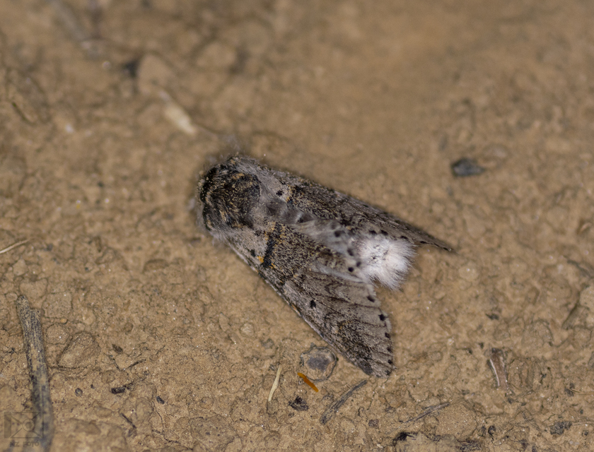 Furcula furcula - szürke púposszövő