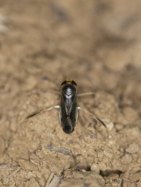 Corixidae - búvárpoloskák Corixidae - búvárpoloskák