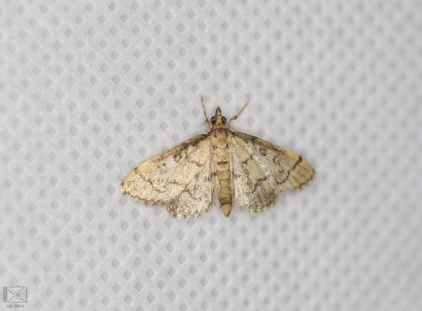 Metasia ophialis - kígyósávos tűzmoly