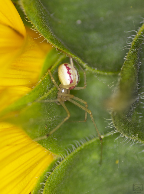 Enoplognatha ovata/latimana