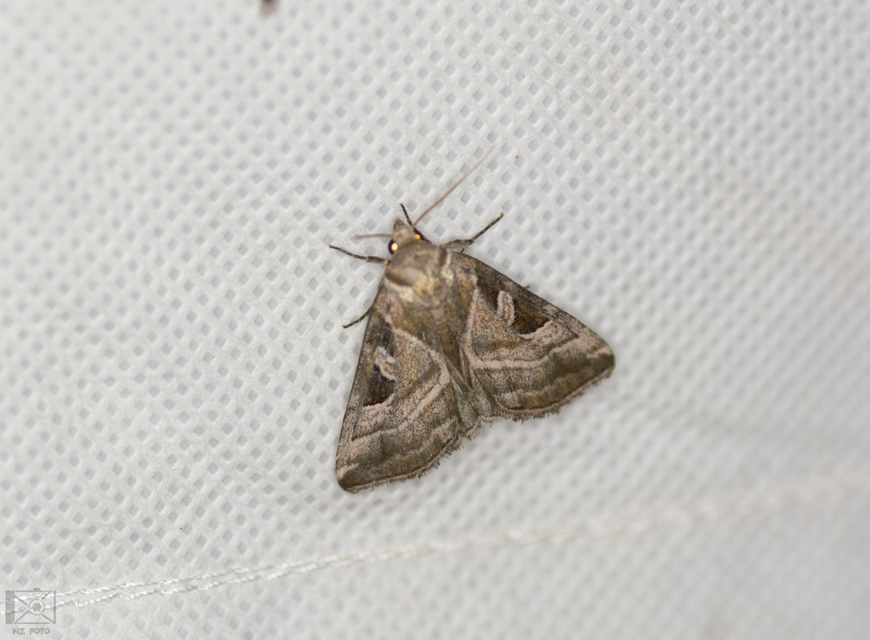 Eucarta virgo - mocsári ametisztbagoly