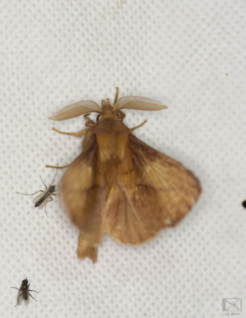 Euthrix potatoria - szomjas pohók