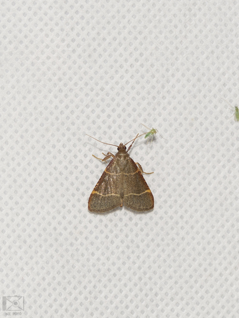 Hypsopygia glaucinalis - rezes fényilonca