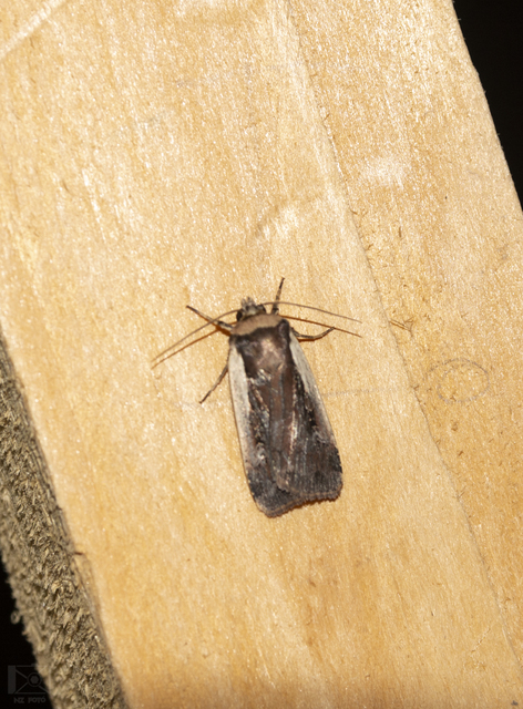 Ochropleura plecta - fehérszegélyű fűbagoly