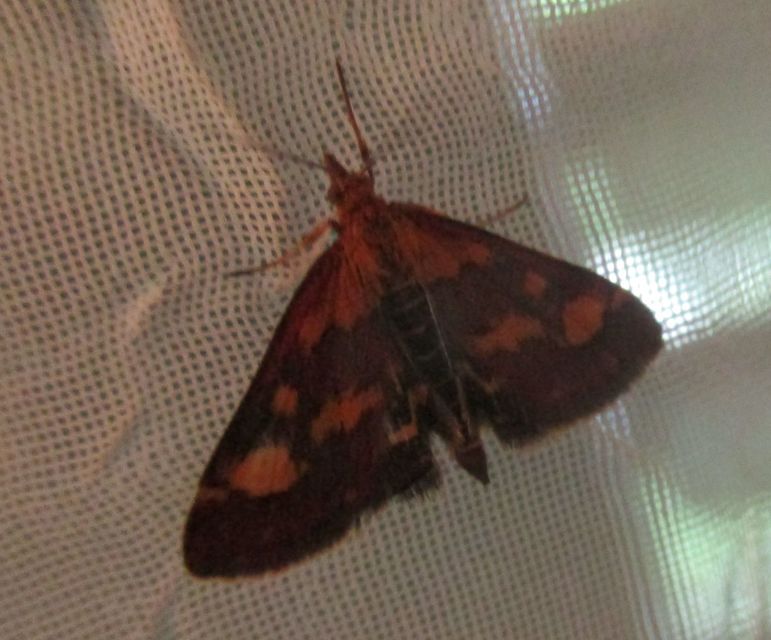 Pyrausta ostrinalis - ritka bíbormoly
