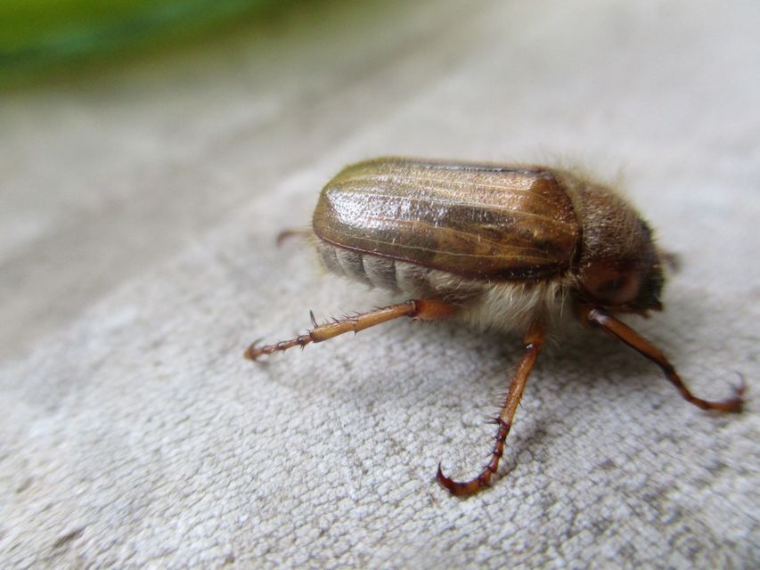 Amphimallon solstitiale - bordás sárgacserebogár