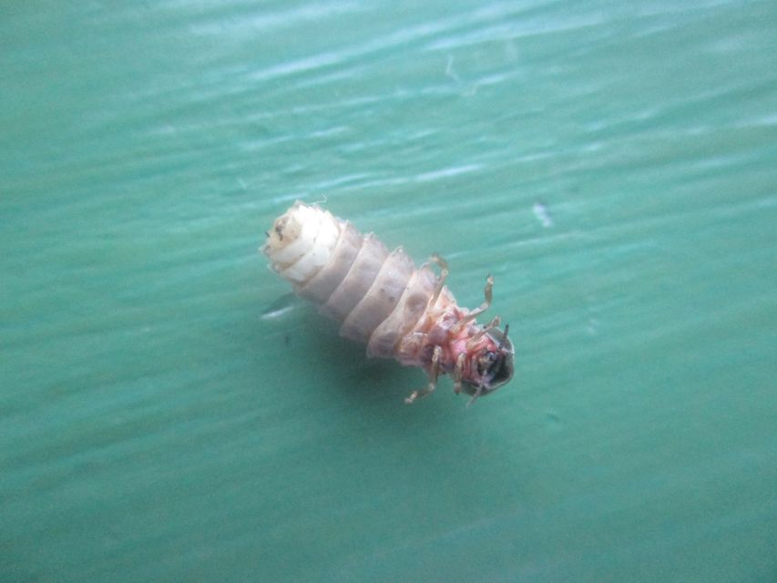 Lampyris noctiluca - nagy szentjánosbogár