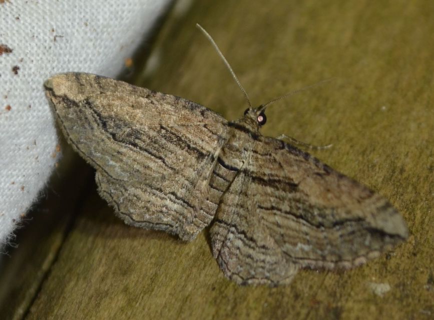 Horisme corticata - barna iszalagaraszoló