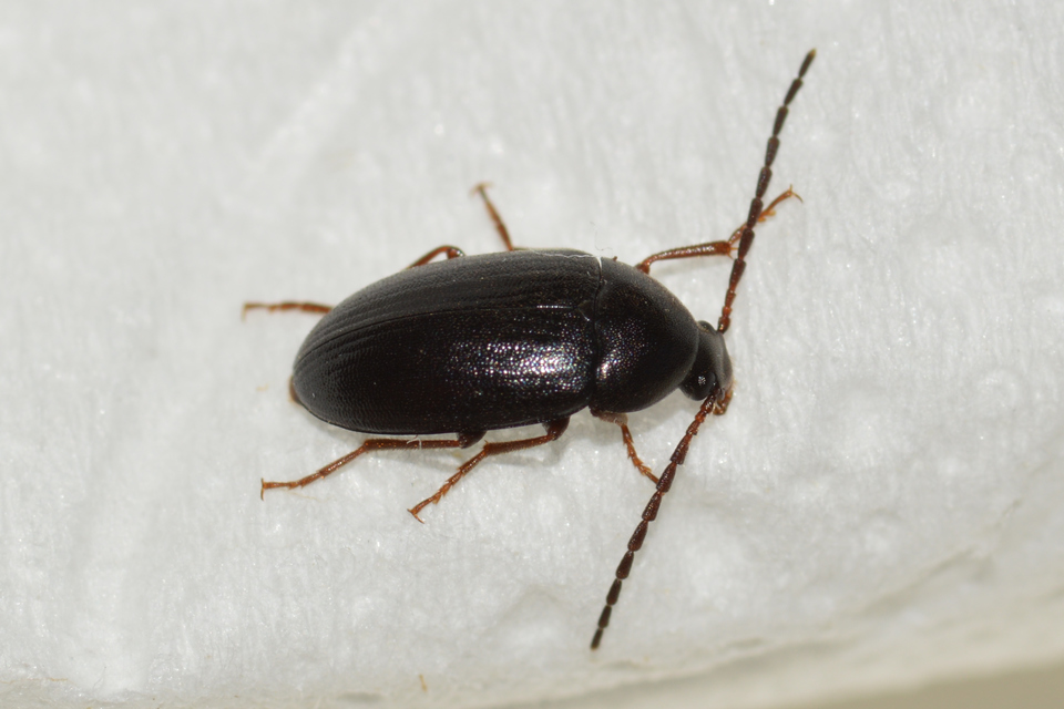 Hymenalia morio - magyar alkonybogár