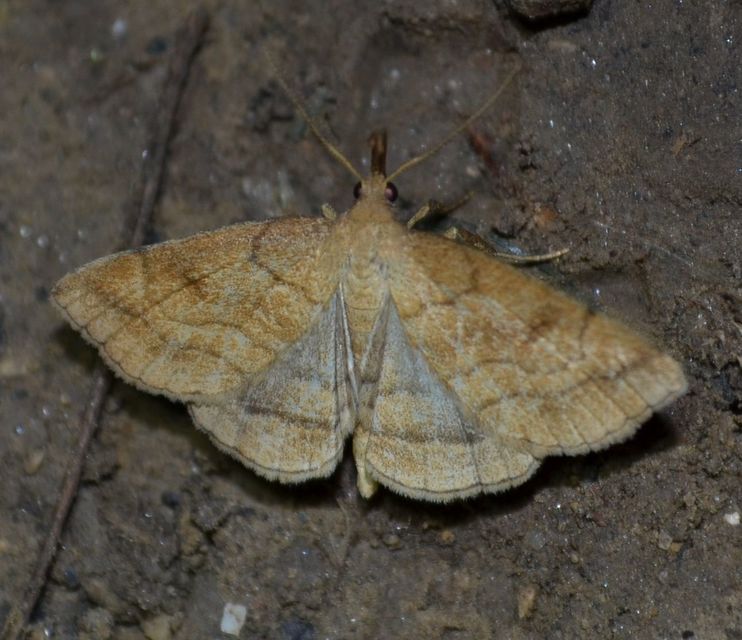 Polypogon gryphalis - láperdei karcsúbagoly