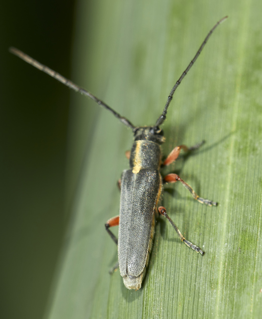 Phytoecia icterica - murokcincér Phytoecia icterica - murokcincér