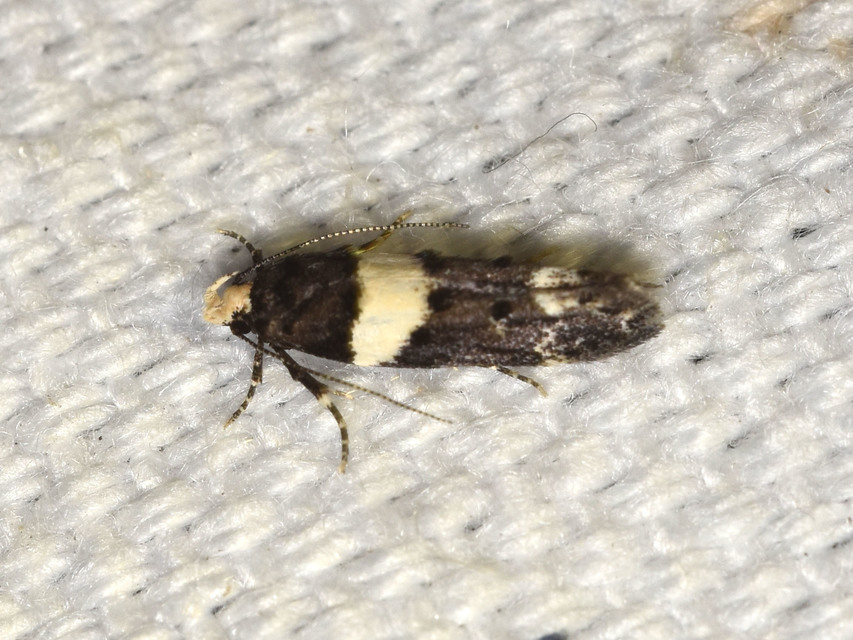 Recurvaria leucatella - nagy vörös-rügysodrómoly
