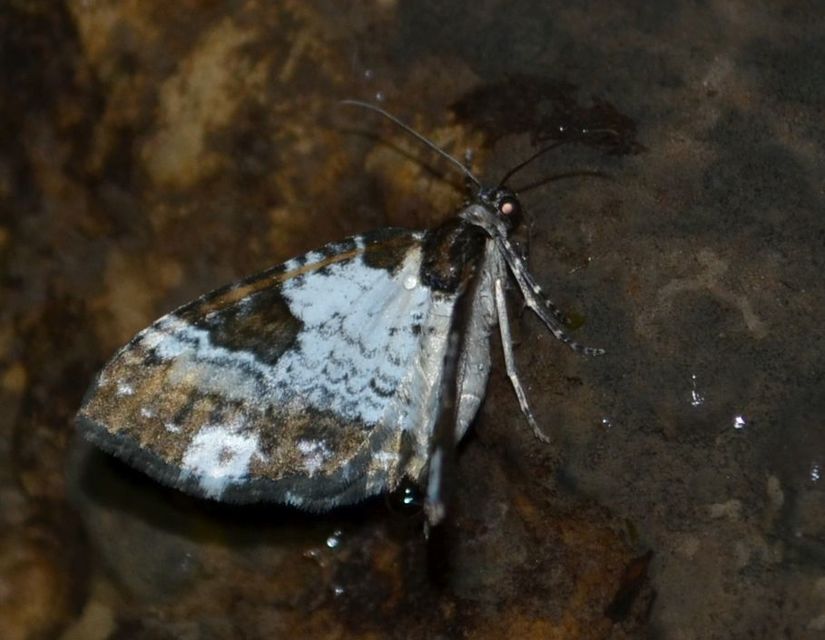 Melanthia procellata - hullámos tarkaaraszoló