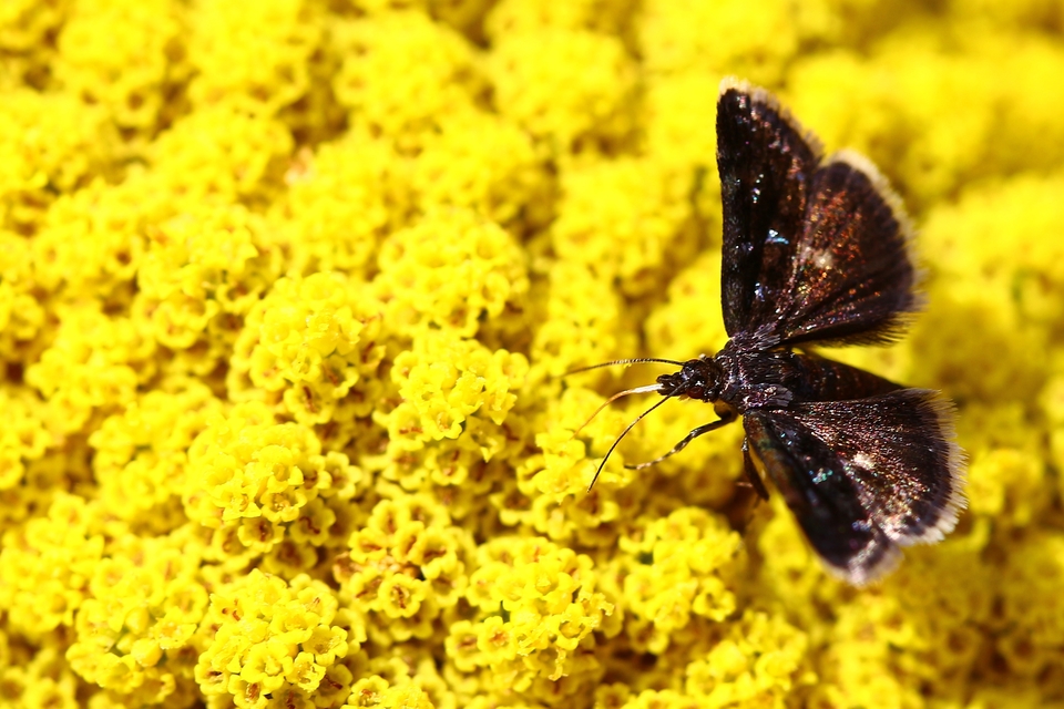 Heliothela wulfeniana - fényes kormosmoly